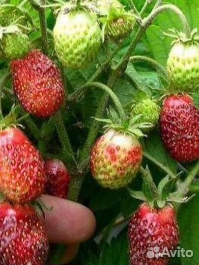 Земклубника Пенелопа, кустик