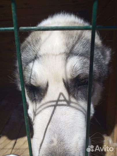 Отдам сао добрые руки