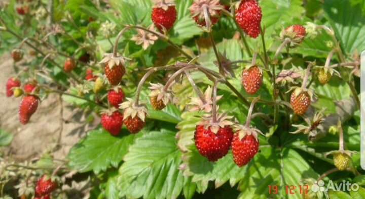 Земляника усатая урожайная
