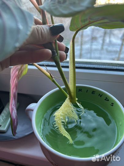 Черенок Маранты