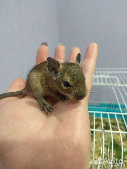 Дегу малыши агути