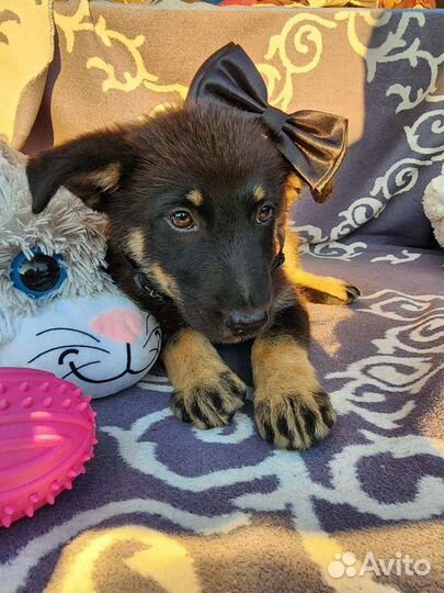 Щенок Немецкой овчарки (метис) в добрые руки