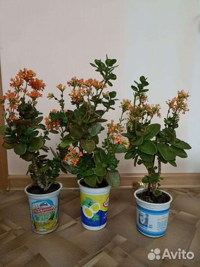 Комнатные цветы