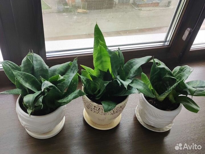 Сансевиерия(карликовая)