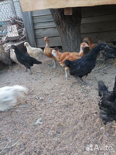 Петушки 2,3,4-хмесячные