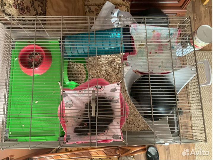 Передержка животных/крыс/морских свинок/хорьки