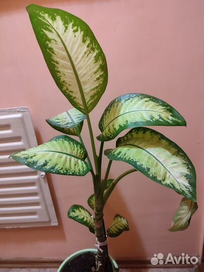 Диффенбахия