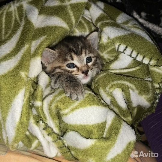 Милейшие котята