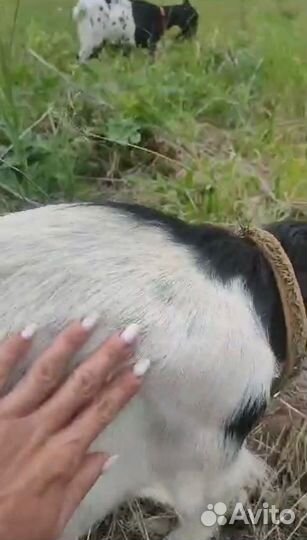 Молоко камерунских коз