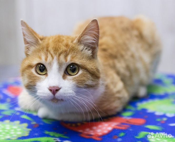 Кошки в добрые руки бесплатно