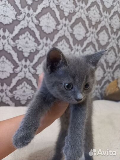 Шотландские вислоухие котята