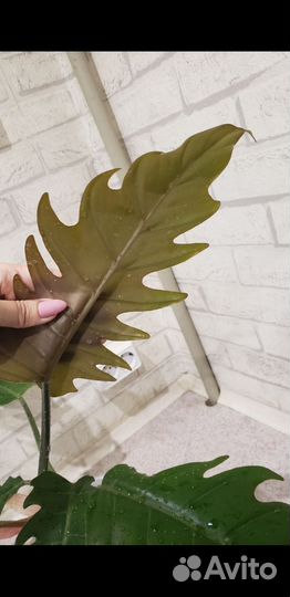 Карамель марбл филодендрон