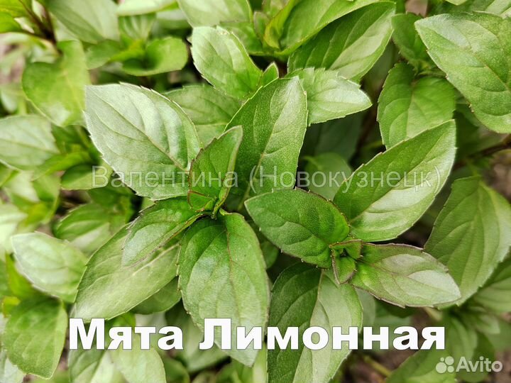 Мята (несколько сортов)