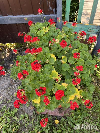 Герань пеларгония красная