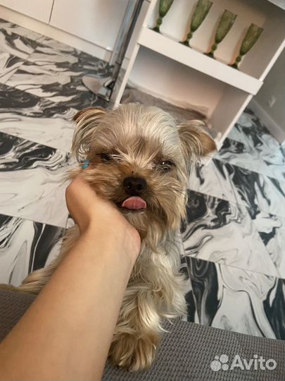 Йоркширский терьер