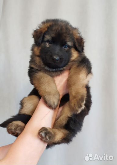 Щенки немецкой овчарки