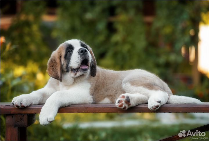 Щенки сенбернара