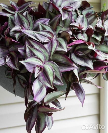 Традесканция –полезное неприхотливое растение