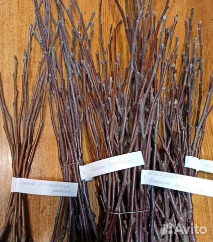 Черенки для прививки яблонь груш слив вишни черешн