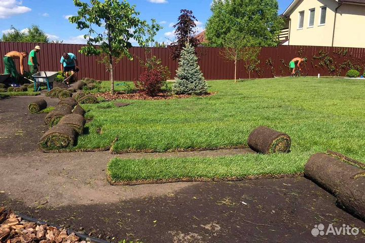 Газон рулонный, укладка газона на участке