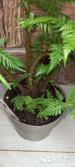 Папоротник (циатея) Автралис 12/30