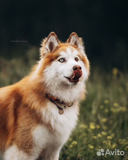 Джин из приюта