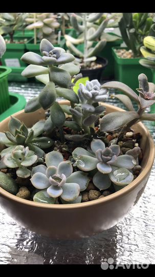 Суккуленты