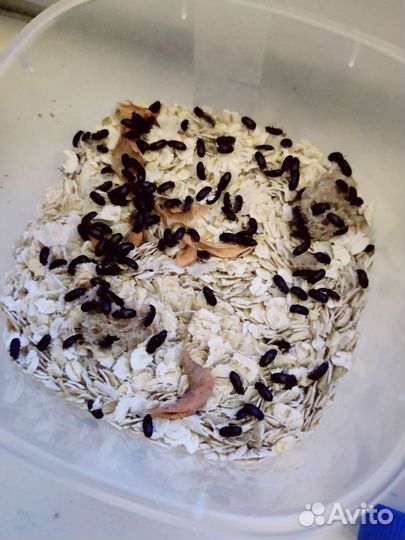 Жук знахарь