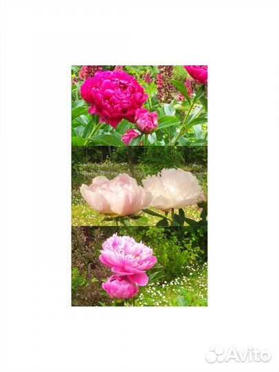 Пионы саженцы