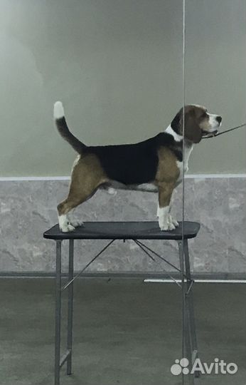 Кобель бигль для вязки