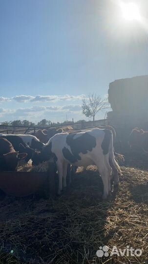 Тёлочки и бычки