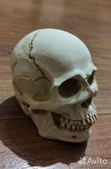 Череп из гипса (На заказ)
