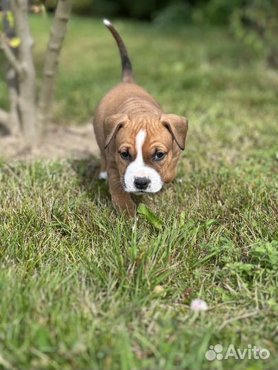 Рыжий американский стаффордширский терьер