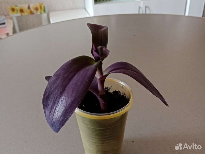 Продам детки растений