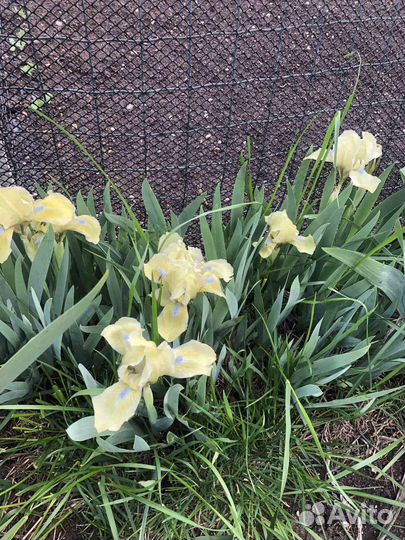 Ирисы бордюрные