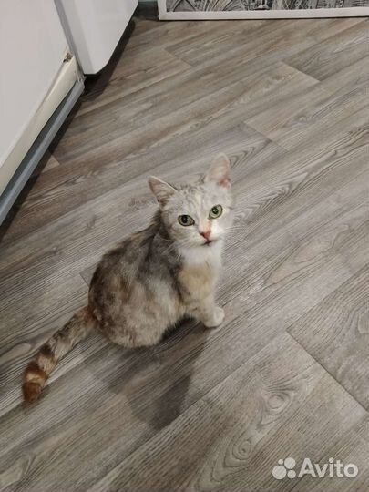 Кошка Марта