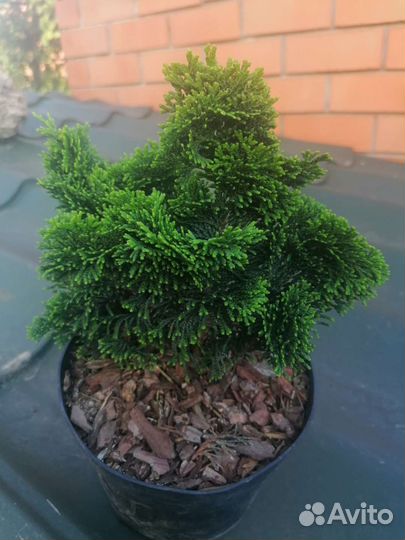 Кипарисовик Nana Gracilis