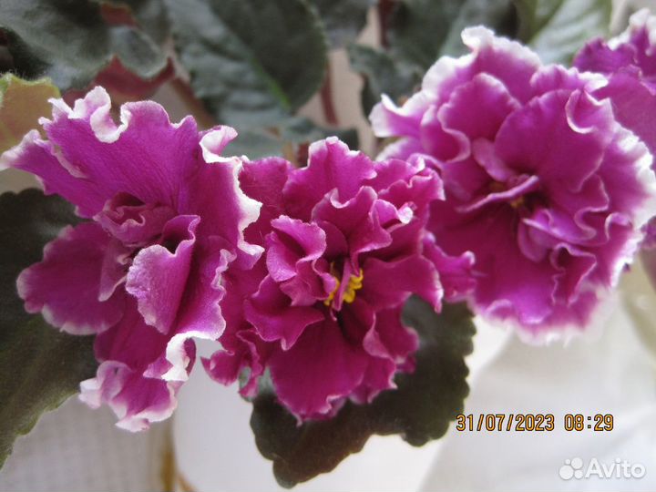 Фиалки-стандарты:черенки с детками,детки,стартеры