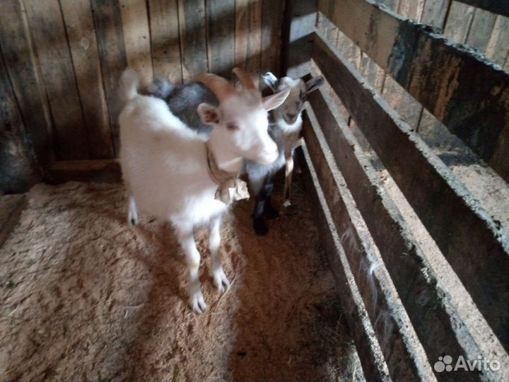 Козы и козлы и корова