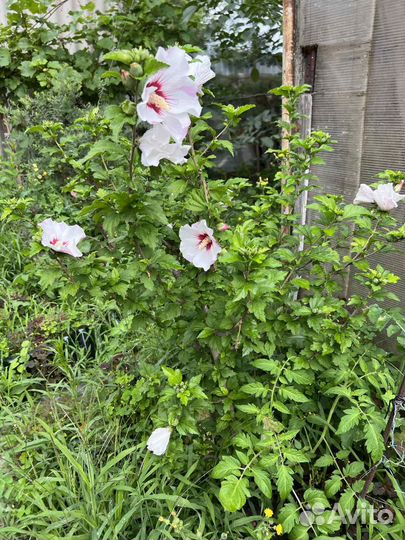 Гибискус садовый
