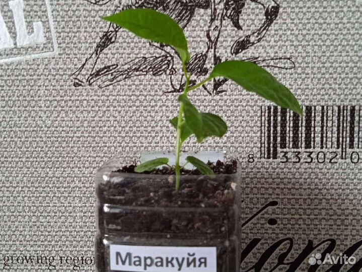 Молодые саженцы маракуйи
