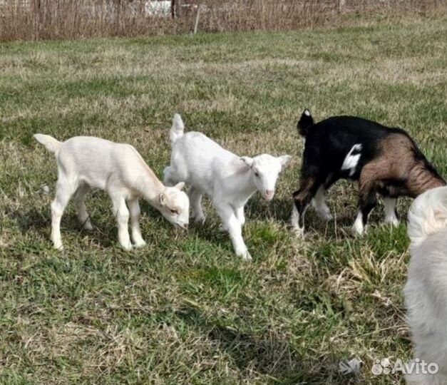 Козочки ламанча