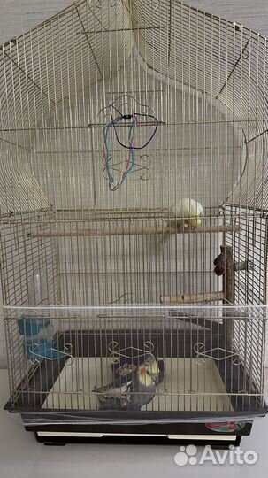 Пара ручных говорящих корелл с клеткой