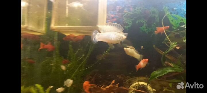 Аквариумные рыбки