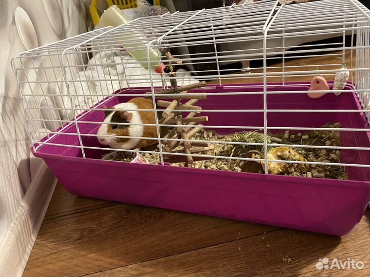 Морская свинка