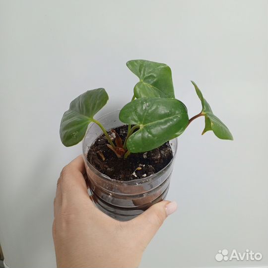 Комнатные цветы антуриум