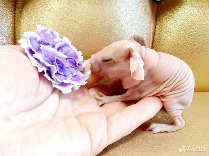 Морские свинки скинни малыши