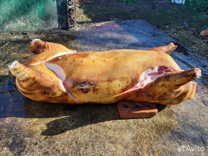Продам домашнее мясо свинины