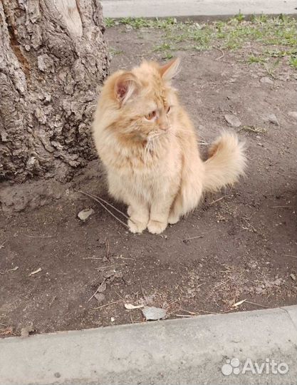 Котик
