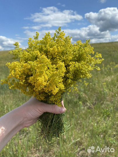 Подмаренник настоящий. Трава сушеная